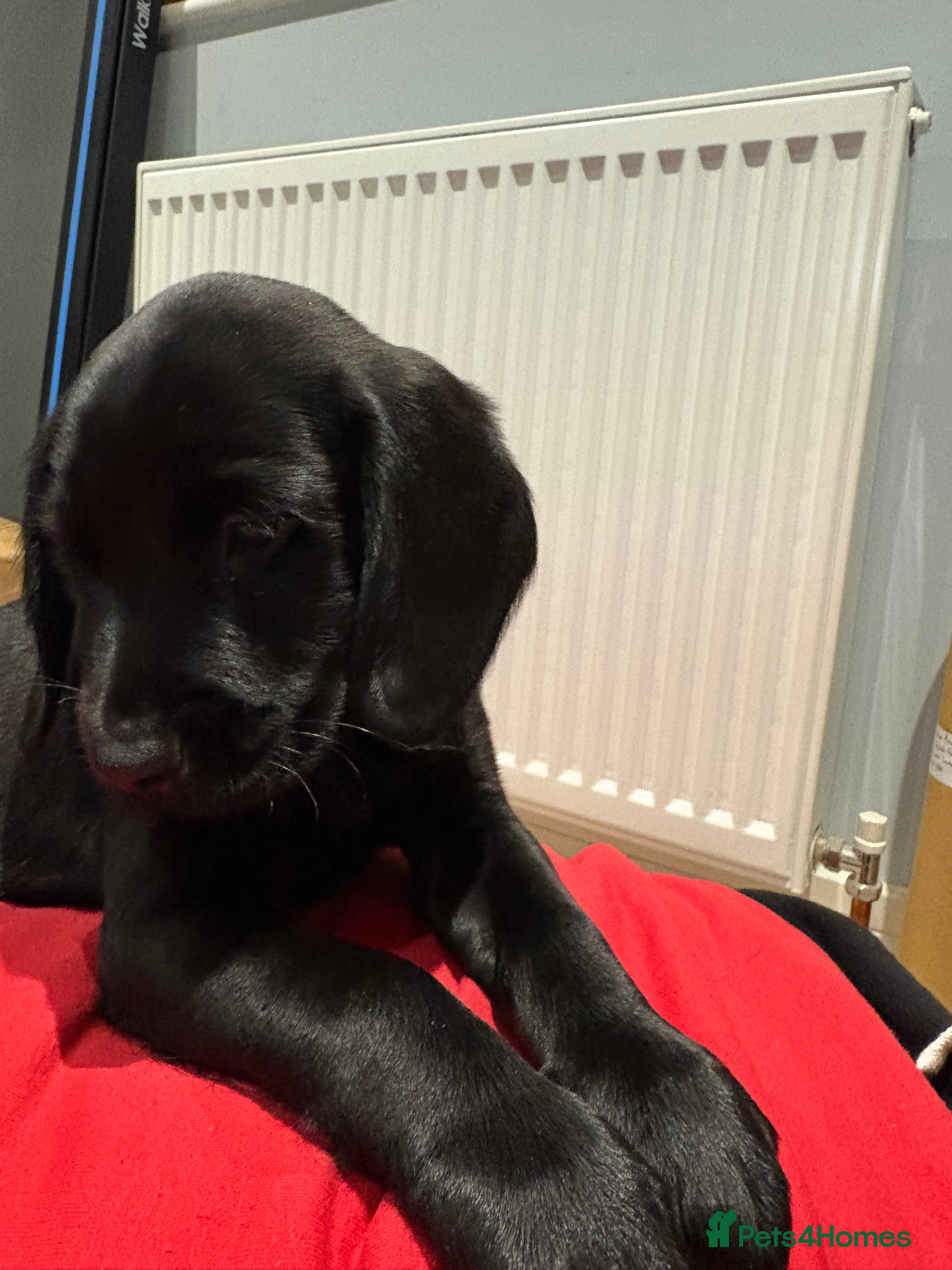 Cockerdor dogs  8 week old cockerdor puppy  - Advert 4