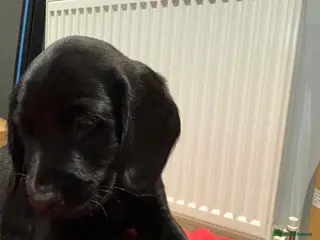 Cockerdor dogs 8 week old cockerdor puppy - Advert 4