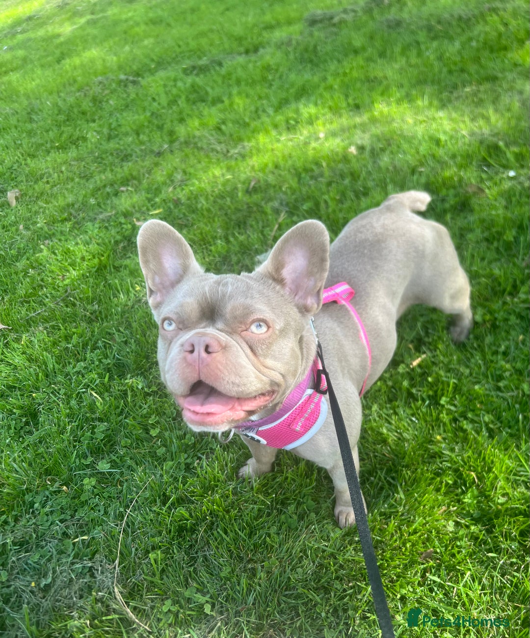 French Bulldog dogs for sale: French bulldog puppies - Advert 12