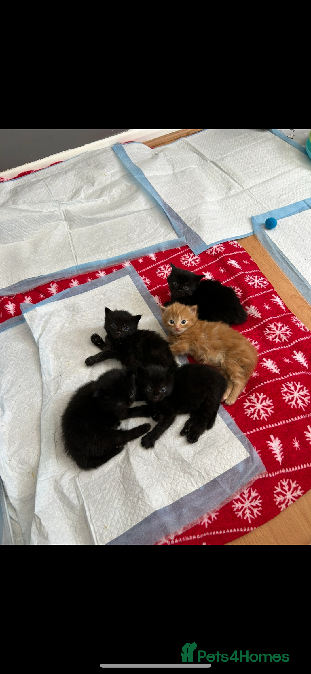 British Shorthair cats for sale: 4 kittens is looking for a loving home in Burton-on-Trent - Image 10