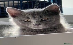 Turkish Angora cats for sale: Beautiful Kittens Looking for Their Forever Homes - Advert 8