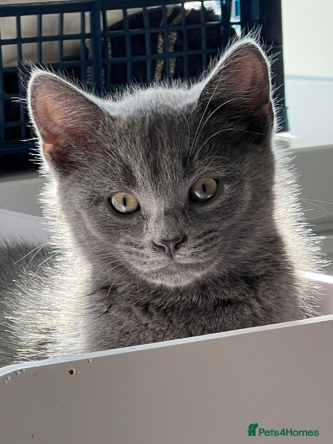 Turkish Angora cats for sale: Beautiful Kittens Looking for Their Forever Homes - Advert 8