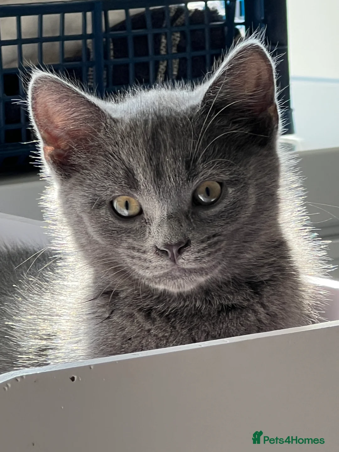 Turkish Angora cats for sale: Beautiful Kittens Looking for Their Forever Homes  - Advert 8