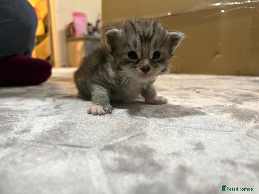 Maine Coon cats for sale: Beautiful Black/silver mackerel  tabby Maine coons - Advert 7