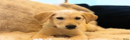 Goldador dogs for sale:  Gorgeous  Goldador Puppy Looking for Her new Home in Bolton - Advert 5