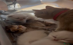 British Longhair cats for sale: Top qualityBritish longhaired kitten white&golden  - Image 11