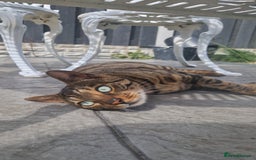 Bengal cats for sale: BEAUTIFUL BROWN BENGAL FOR REHOME  - Image 2
