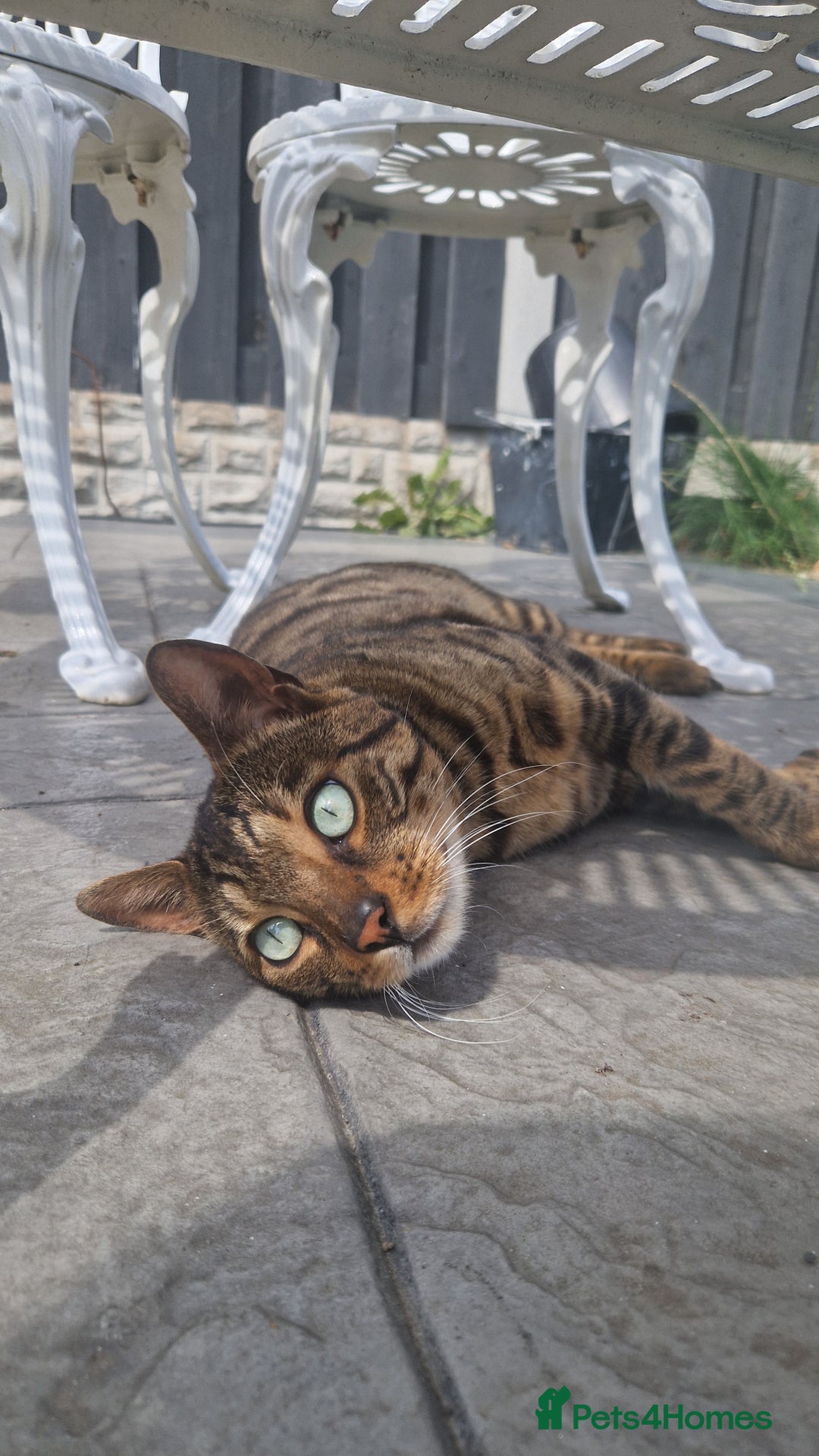 Bengal cats for sale: BEAUTIFUL BROWN BENGAL FOR REHOME  - Image 2