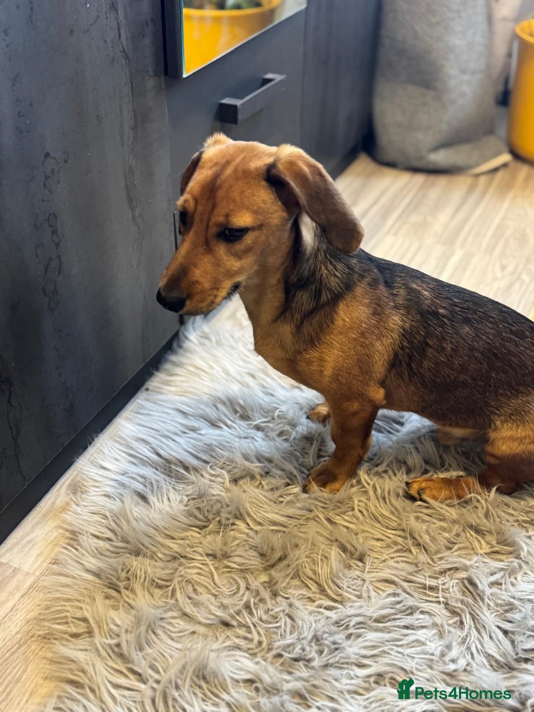 Mixed Breed dogs for adoption: Cutie pie Alex ready for his home - Advert 10