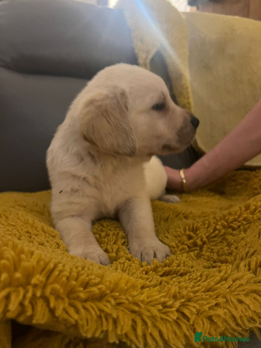 Goldador dogs for sale: GOLDADOR PUPPIES - Image 4