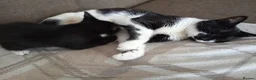 Mixed Breed cats for sale: Adorable kitten female  - Advert 3