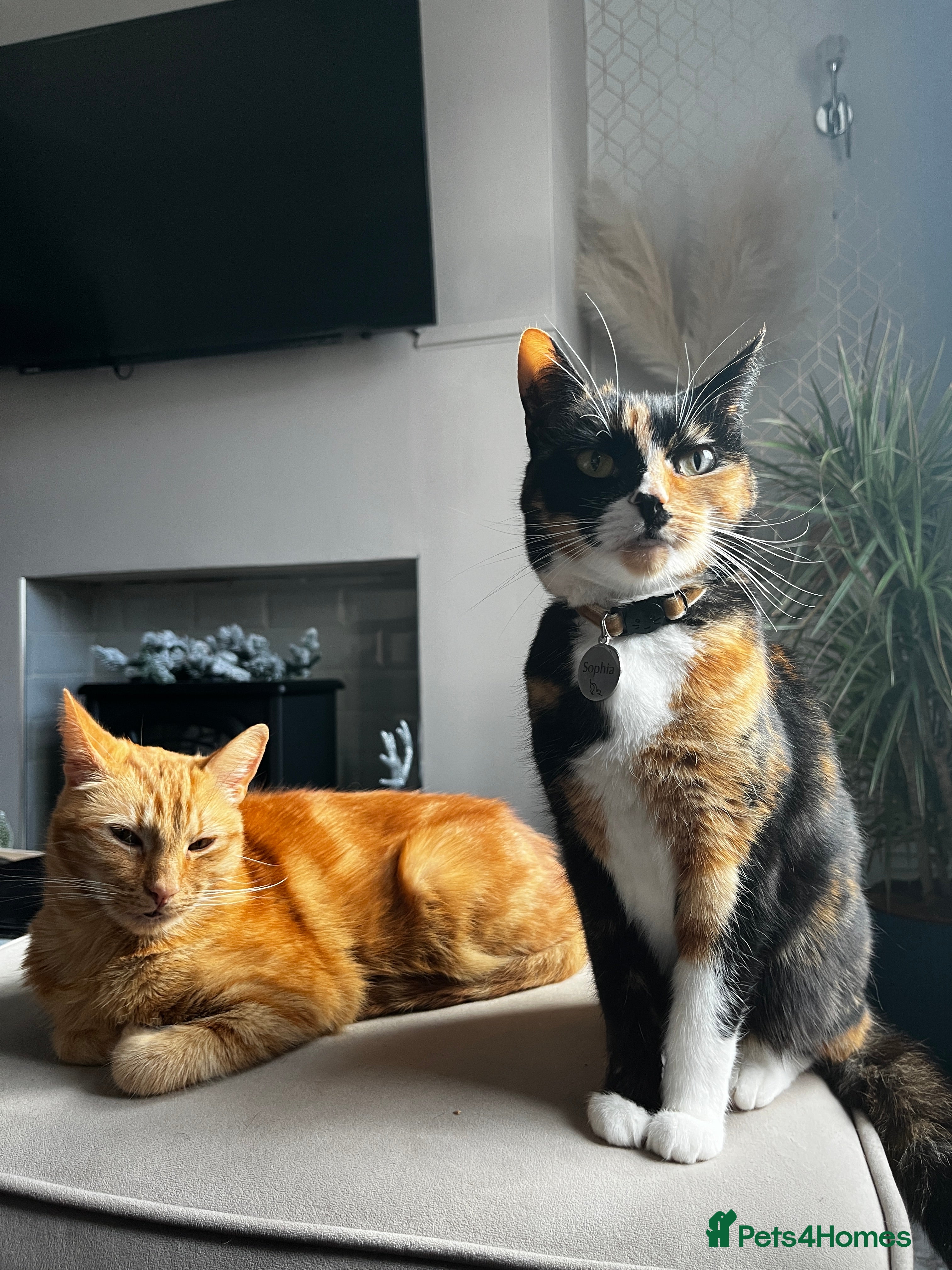 Mixed Breed cats Loving home for Mum & Son - Advert 1