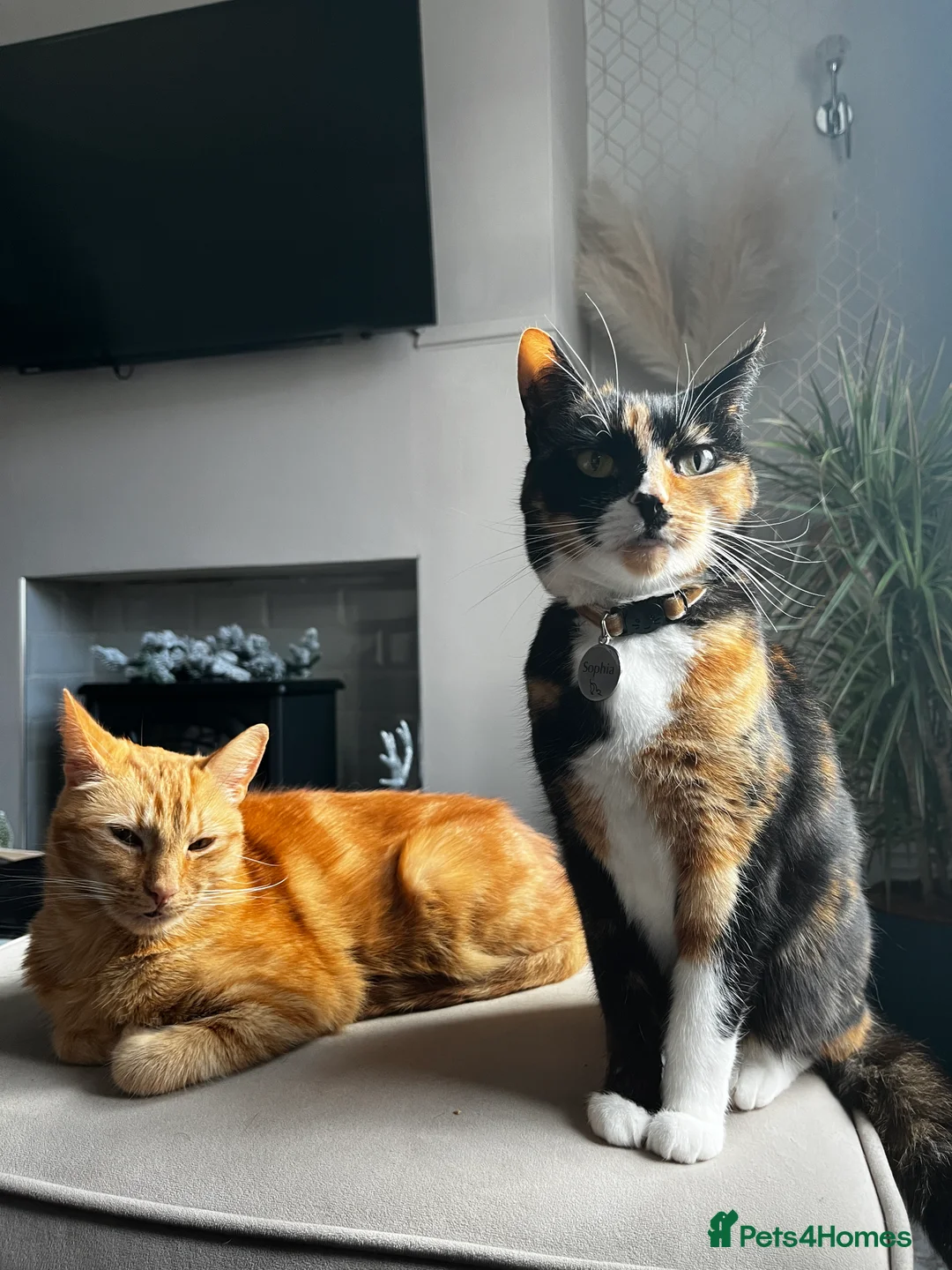 Mixed Breed cats for sale: Loving home for Mum & Son - Advert 1