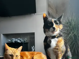 Mixed Breed cats Loving home for Mum & Son - Advert 1