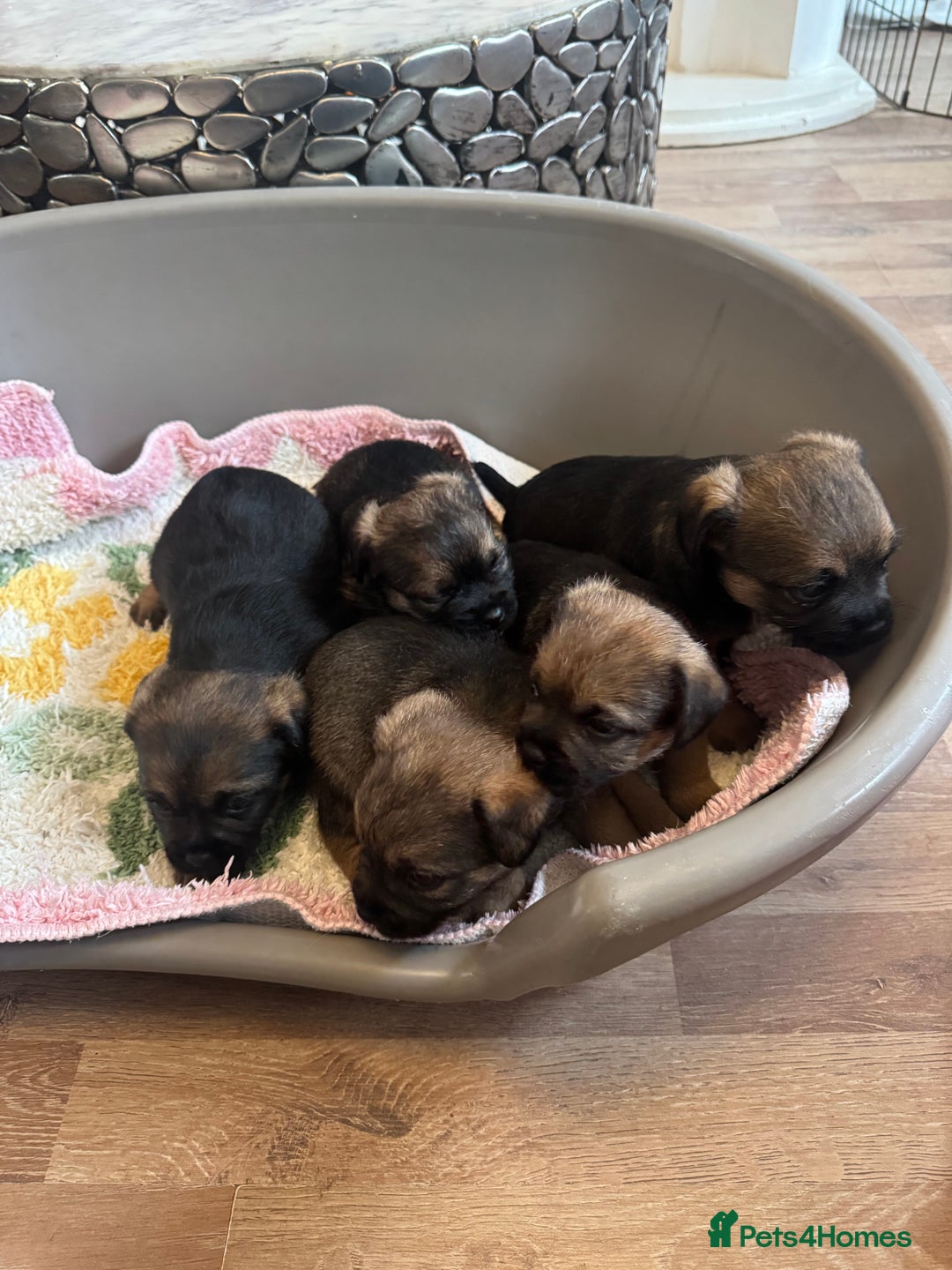 Border Terrier dogs for sale: Gorgeous litter of 7 Border terrier puppies 5F 2M - Advert 11