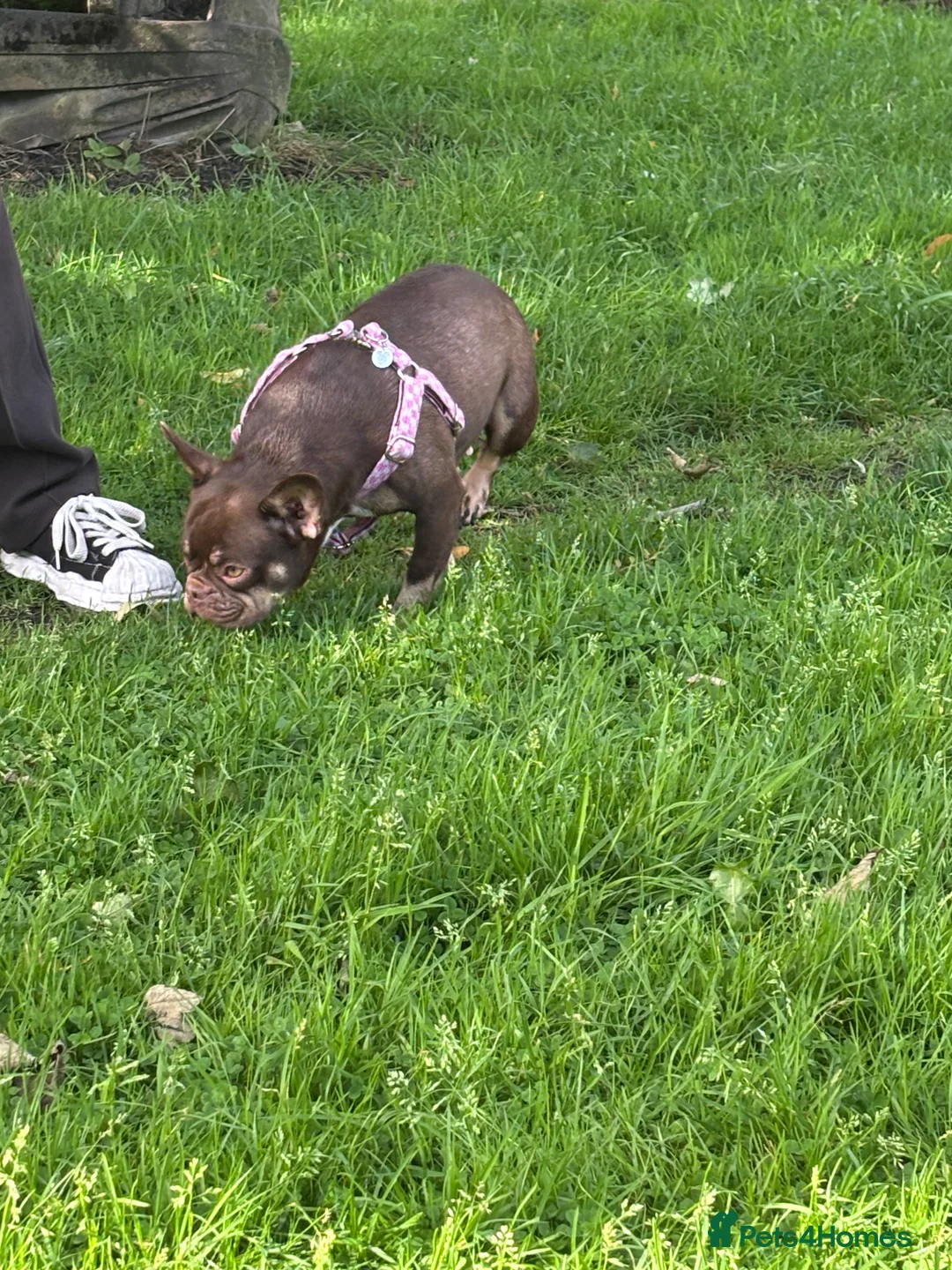 French Bulldog dogs for sale: Fluffy Gene French Bulldogs  in Glasgow - Advert 2