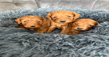 Cockapoo dogs - Advert 9