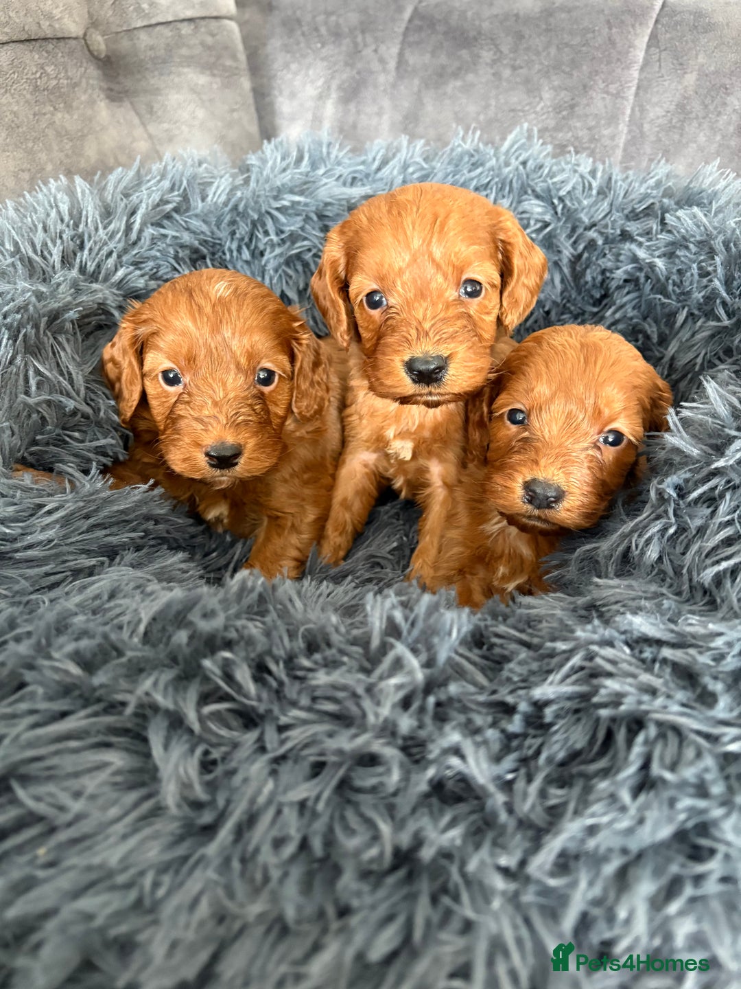 Cockapoo dogs for sale: Beautiful fox red cockapoo - Image 11