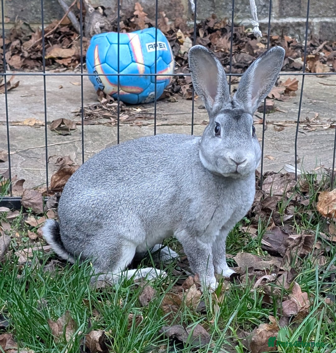 Rex rabbits for sale: Standard Rex Bucks - Advert 3