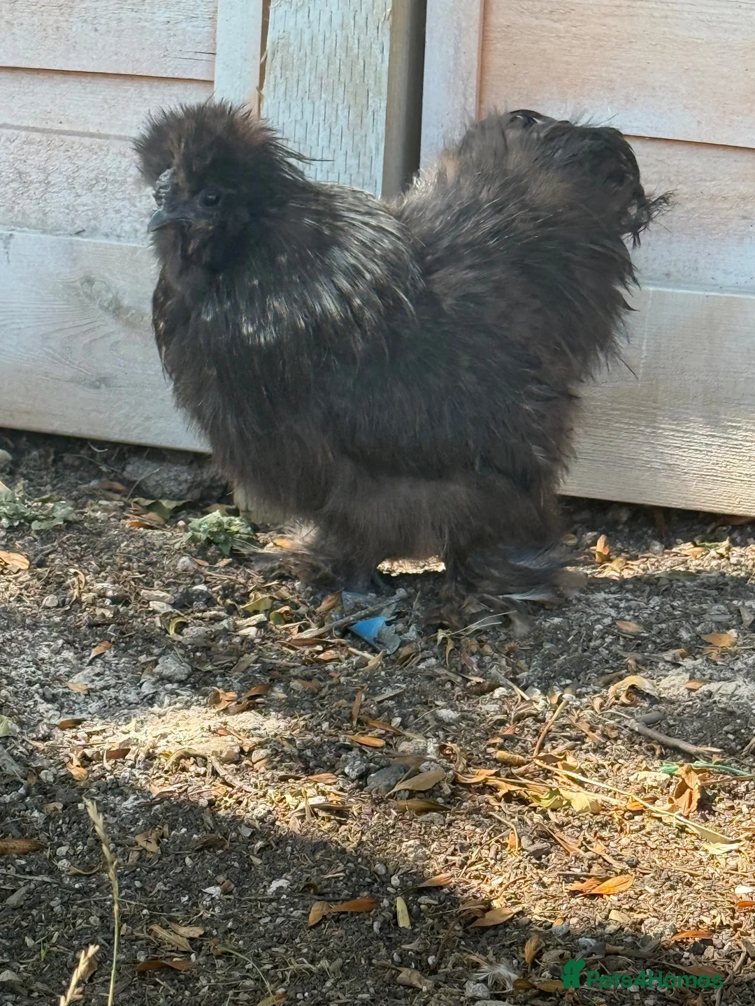 Chickens poultry for sale: Black & Grey Silkie Cockerel  in Chippenham - Advert 3