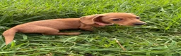 Miniature Dachshund dogs for sale: Miniature dachshund - Advert 7