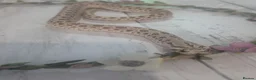 Mixed Breed reptiles for sale: Various snakes and reptiles looking for good homes - Advert 4