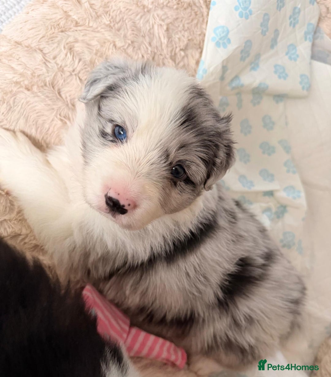 Border Collie dogs for sale: Stunning puppies from international champion line. - Advert 5