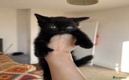 Ragdoll cats for sale: beautiful kittens for sale - Advert 2