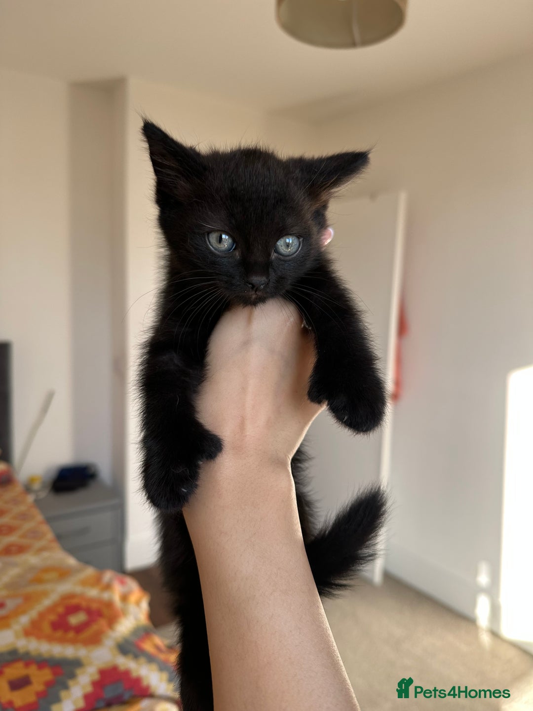 Ragdoll cats for sale: beautiful kittens for sale - Advert 2