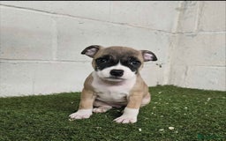 Staffordshire Bull Terrier dogs for sale: Kc Staffordshire bull terrier puppies  - Image 12