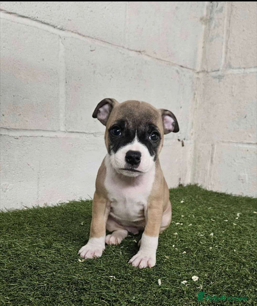 Staffordshire Bull Terrier dogs for sale: Kc Staffordshire bull terrier puppies  - Image 12