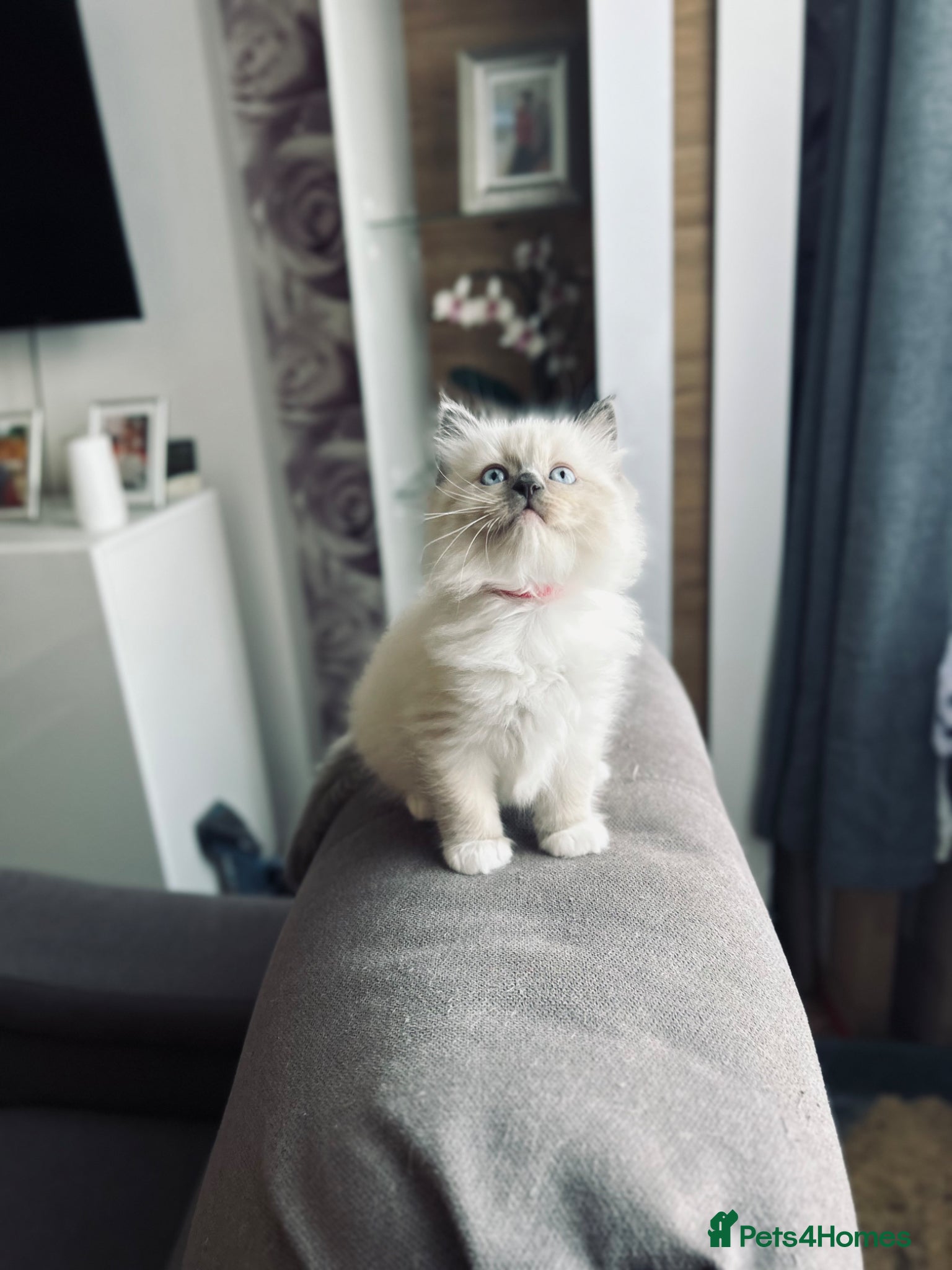 Ragdoll cats 😻Beautiful Purebred Ragdoll Kittens😻 - Advert 17