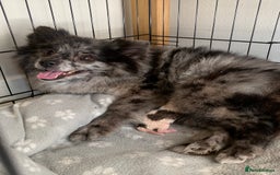 Pomeranian dogs for sale: Pomeranian puppies two males   - Image 8