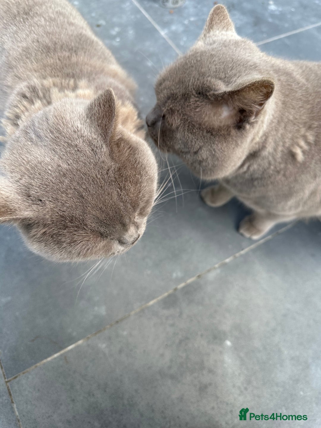 British Shorthair cats for sale: Two Male British Shorthair Free to the right hom - Advert 3