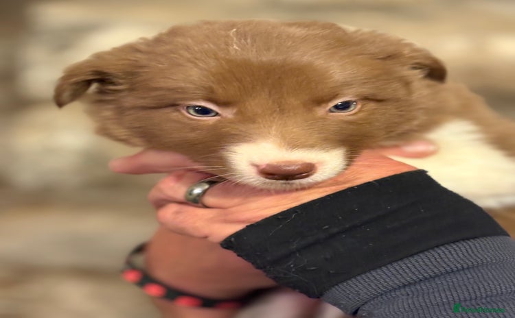 Border Collie dogs - Advert 4