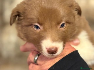 Border Collie dogs Long Coat Red Border coliie, All pups now reserved - Advert 5
