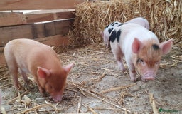 Pig livestock for sale: Little Piglets, Boys & Girls available - Image 2