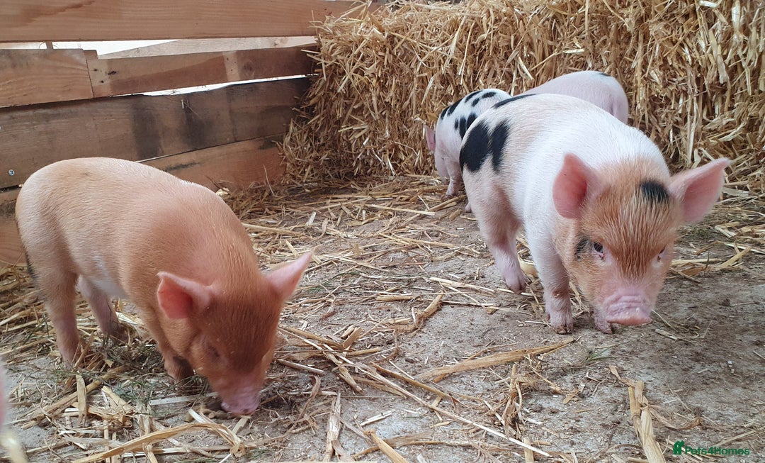 Pig livestock for sale: Little Piglets, Boys & Girls available - Image 2