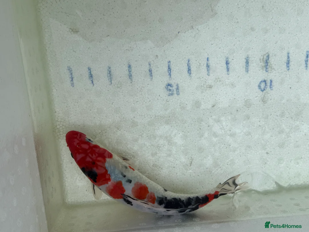 Koi Carp fish for sale: Japanese koi plus more - Advert 14