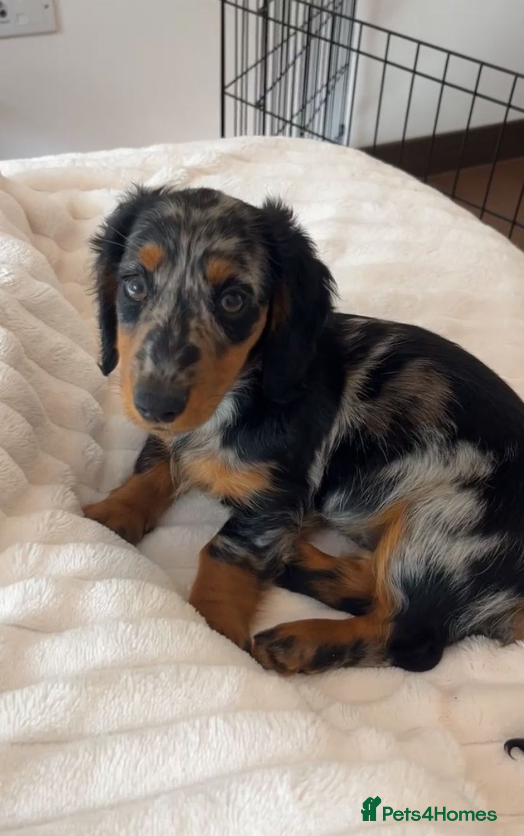 Miniature Dachshund dogs for sale: Gorgeous Dapple Girl for sale  - Image 3