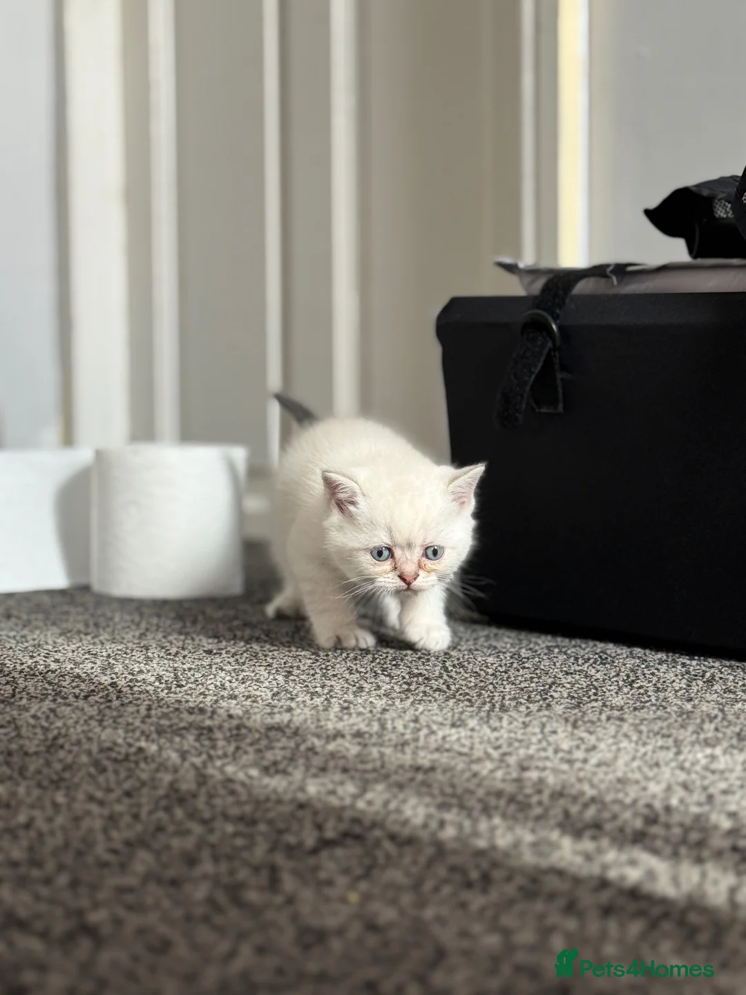 British Shorthair cats for sale: Scottish Fold/ Straight kittens available now - Advert 37