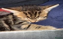 Savannah cats for sale: 3 beautiful kittens  - Image 19