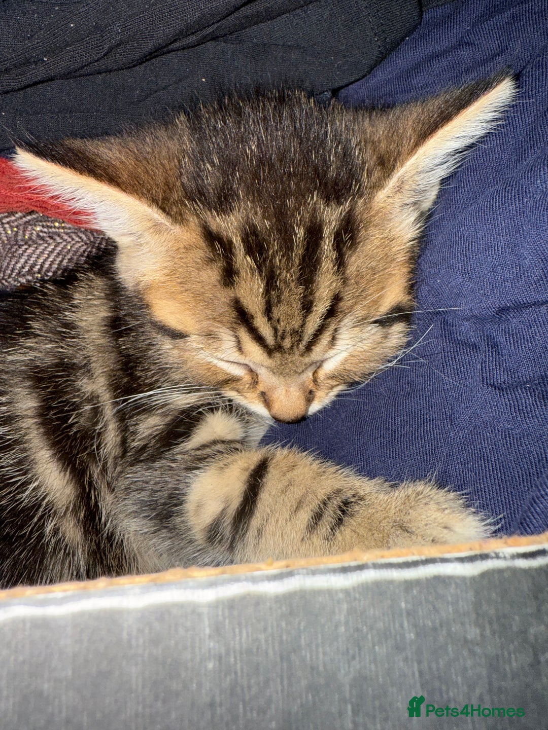 Savannah cats for sale: 3 beautiful kittens  - Image 19