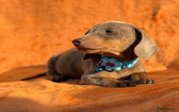 Miniature Dachshund dogs for sale: KC Reg Miniature Dachshund Puppies  - Image 20
