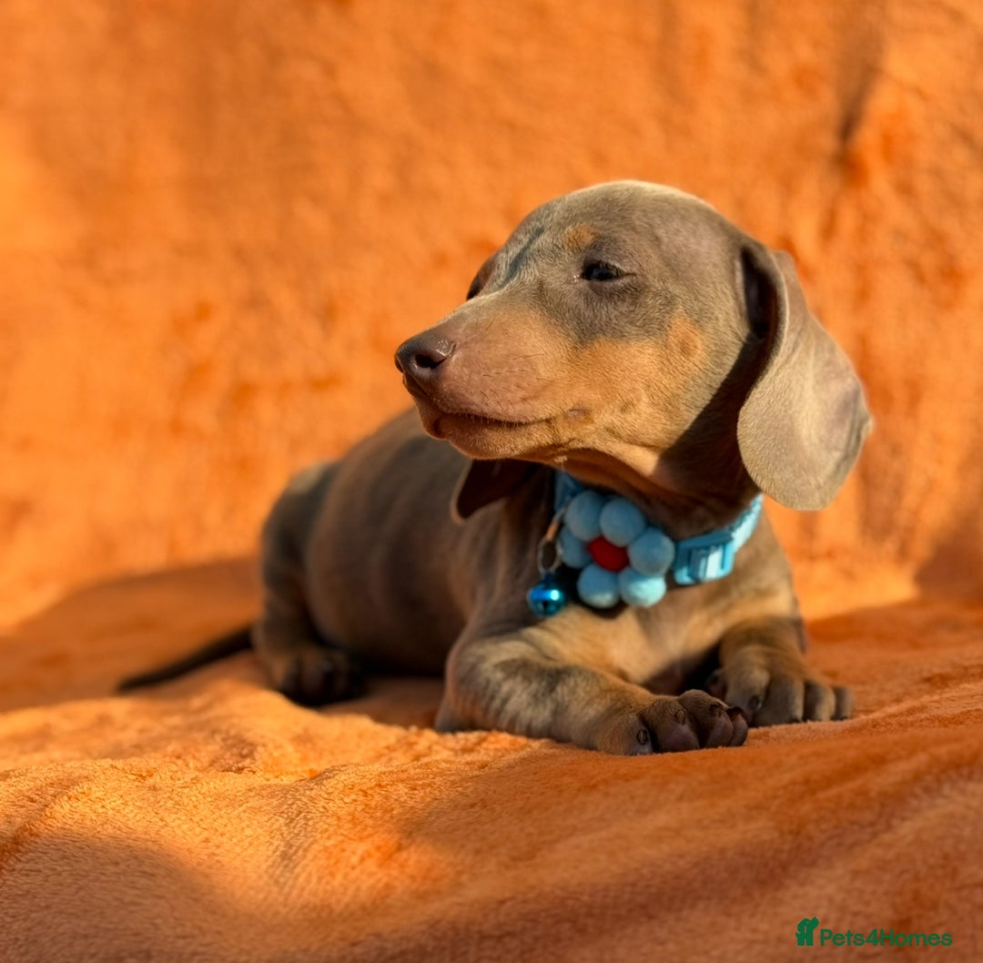 Miniature Dachshund dogs for sale: KC Reg Miniature Dachshund Puppies  - Image 20
