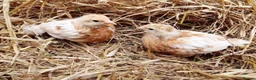 Chickens poultry for sale: Female chicks for sale - Advert 2