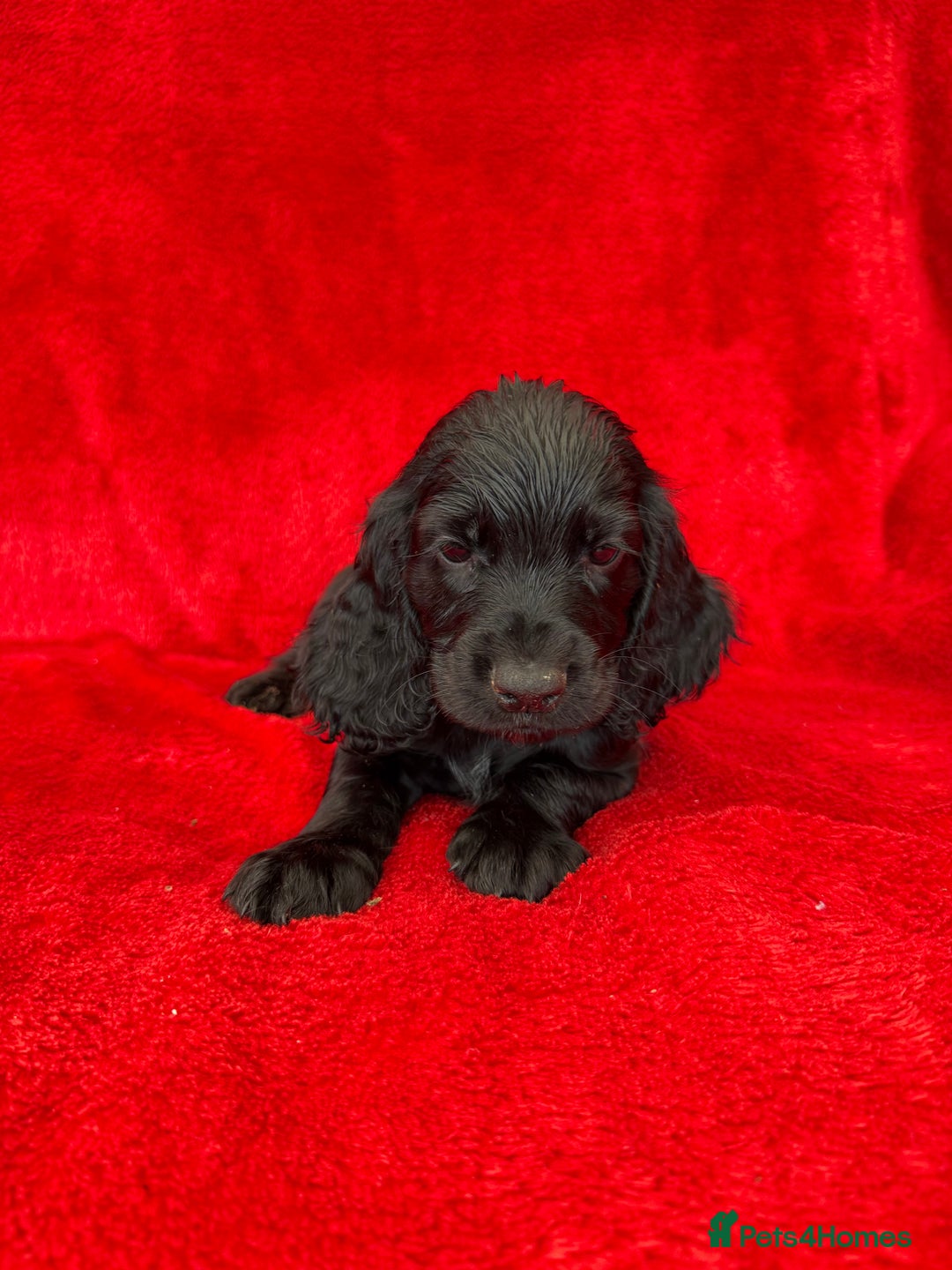 Cocker Spaniel dogs for sale: Working cocker spaniel puppies - Only 3x pups left - Image 22