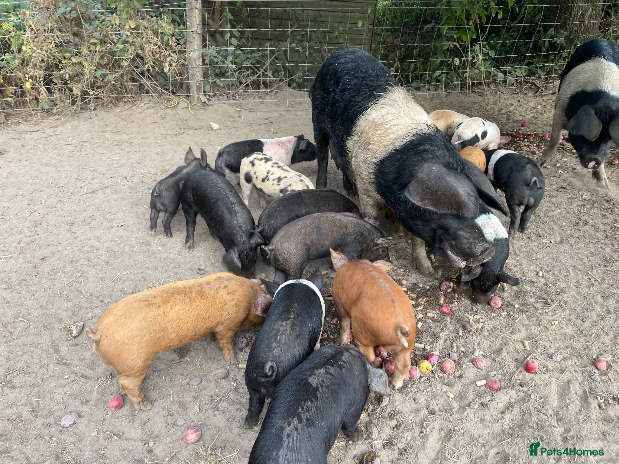 Pig livestock Saddleback x Tamworth  - Advert 1