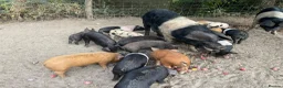 Pig livestock for sale: Saddleback x Tamworth  in Godalming - Advert 1