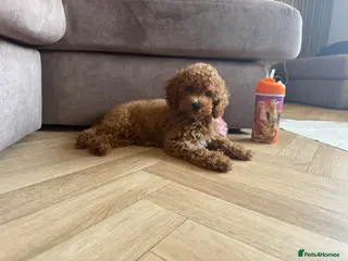 Cavapoo dogs 1 F1b Cavapoo girl extensive health tested parents - Advert 5